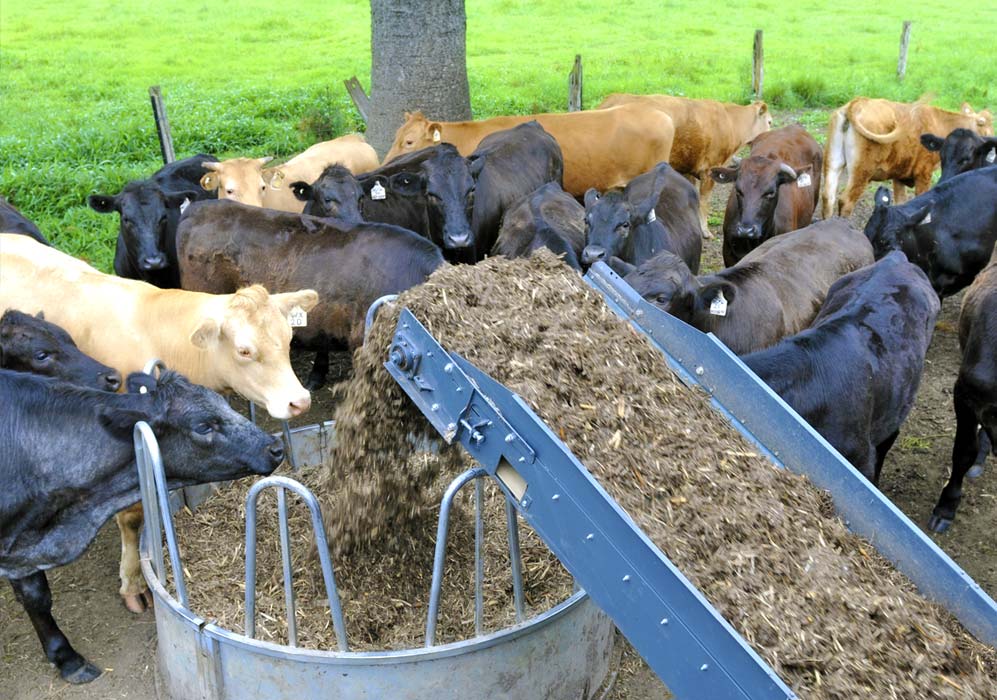 Nimbin Hemp Fed farm